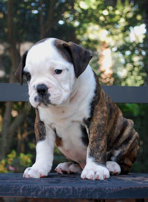 hermes bulldogs|oldest english bulldog on record.